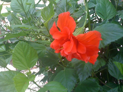 Red Hibiscus