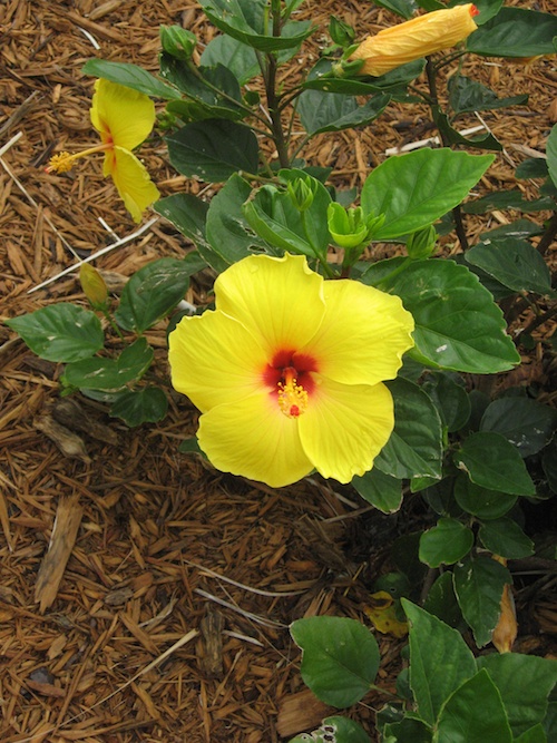 Yellow Hibiscus