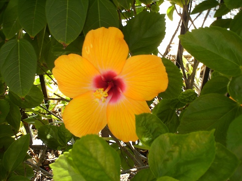 Port Royal Hibiscus