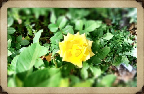 Yellow Rose