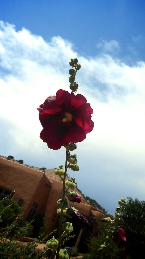 Ojo Hollyhock