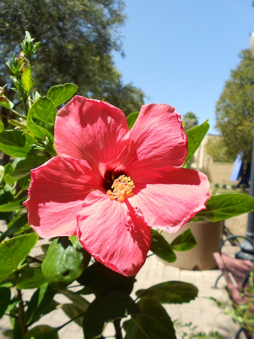 Red Hibiscus Hemisphere Plaza 2