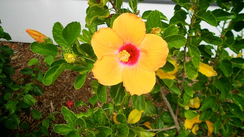 Port Royal Hibiscus