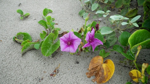 Mustang Island Dune Ivy