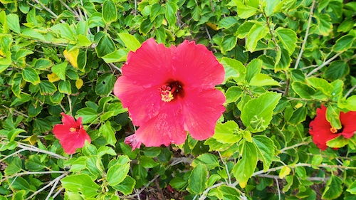 Late Fall Port Royal Hibiscus