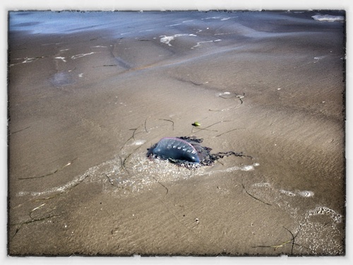 Beached Man'o'War