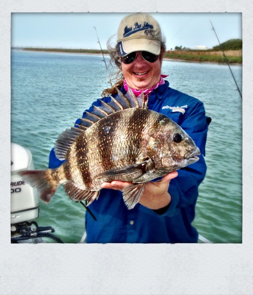 sheepshead 