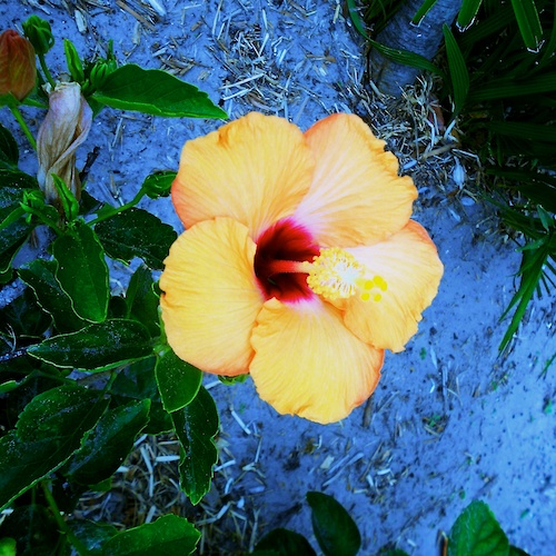 Port Royal Hibiscus