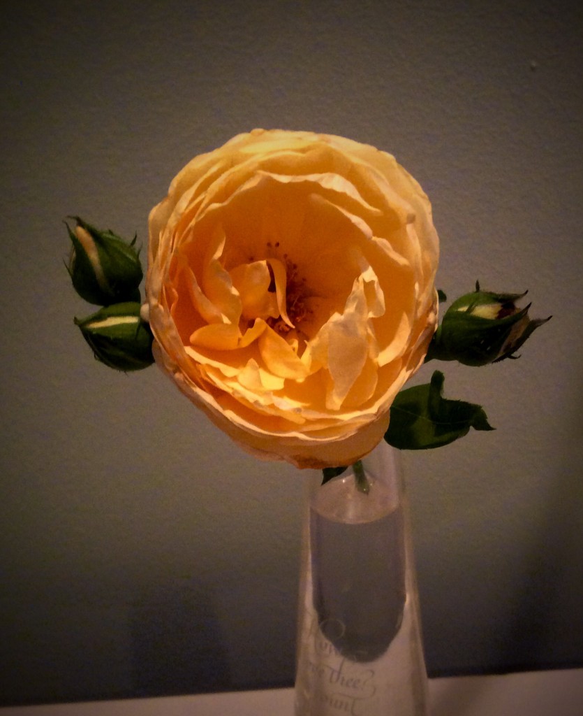 Yellow Rose