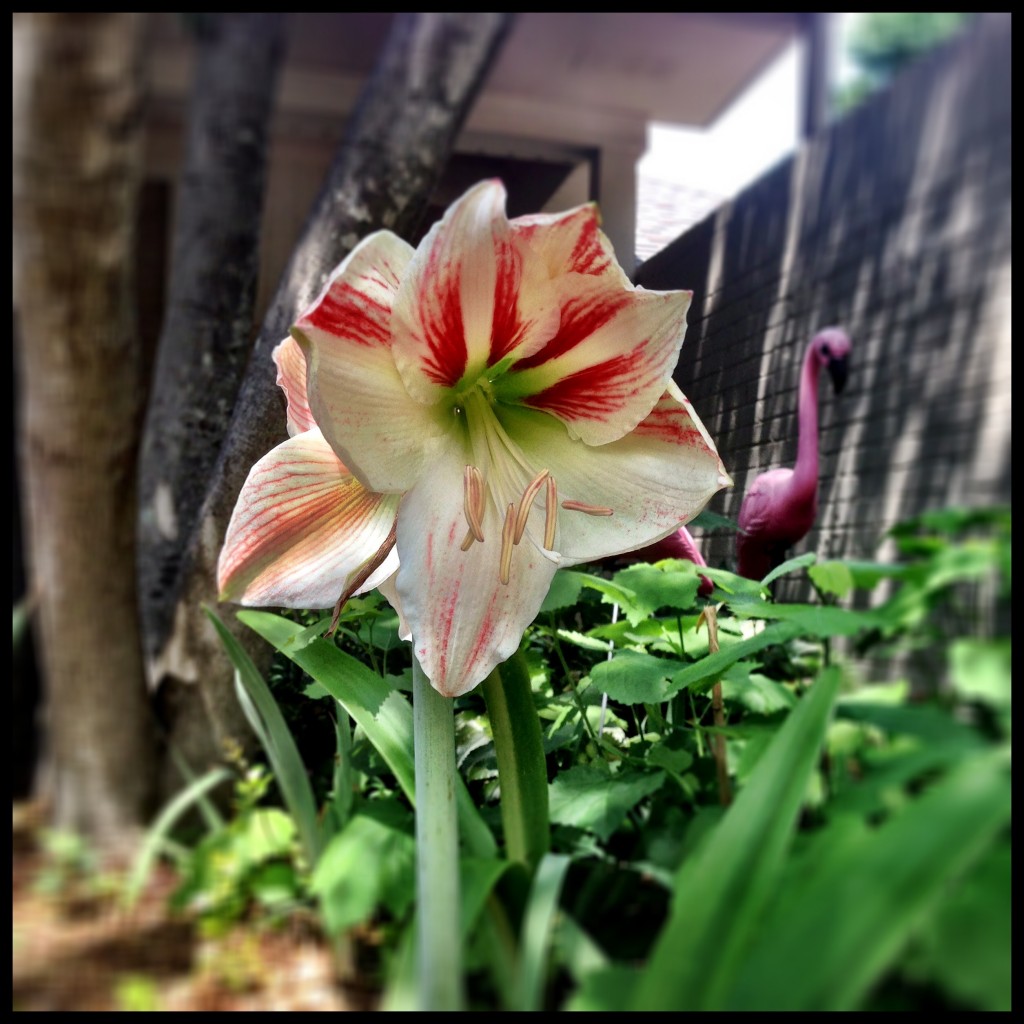 Easter Lilly