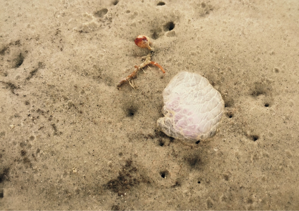 Unknown on Beach