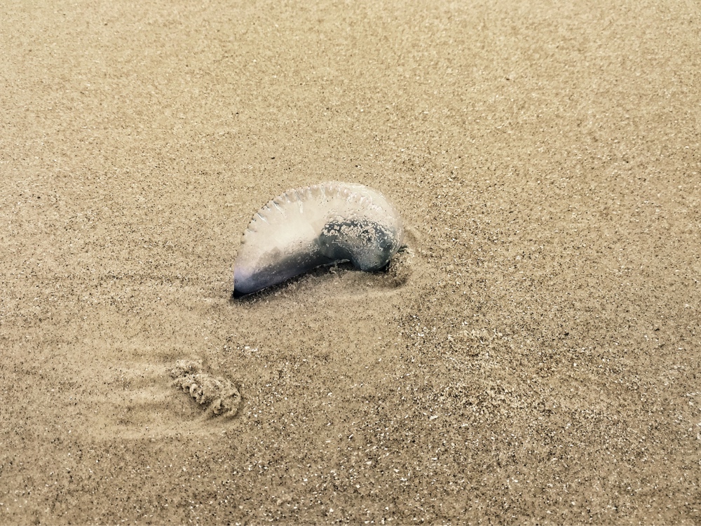 Up Close Beach