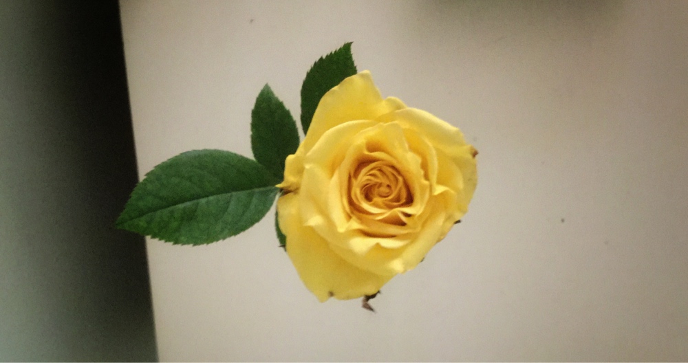 Yellow Rose