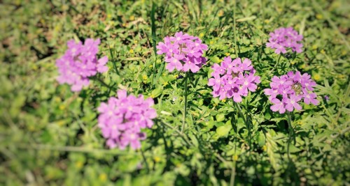 Purple Petals