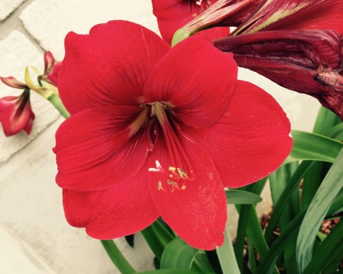 Red Lily