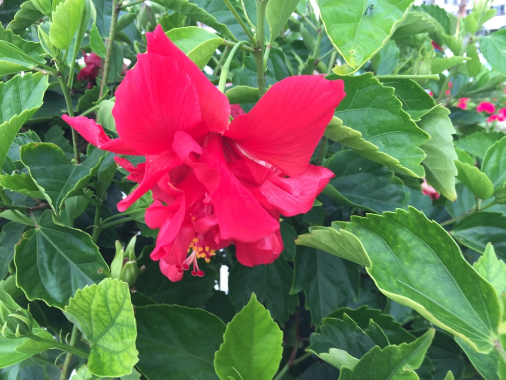 Poolside Hibiscus