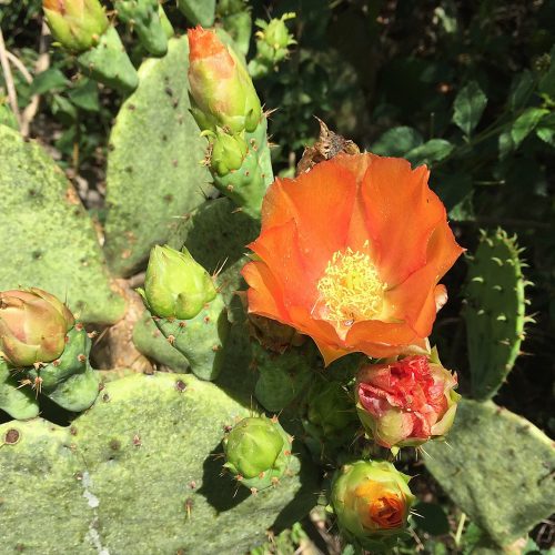 Cactus Flower