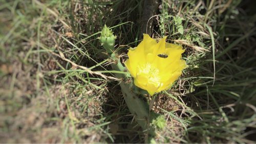 Prickly Pear Flower