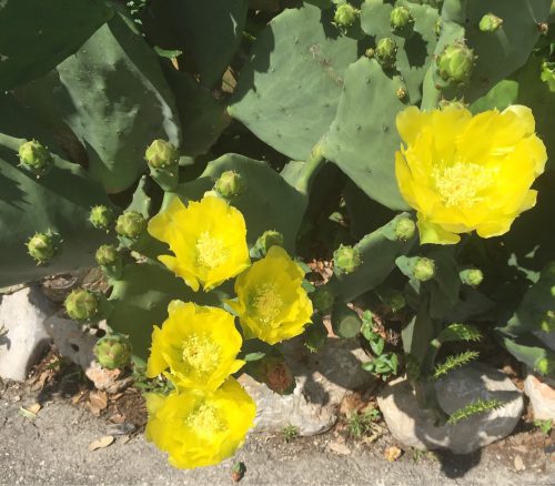 Yellow Prickly Pear