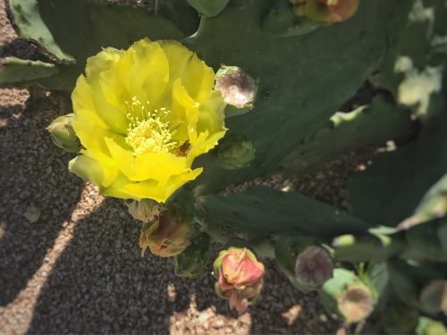 Cactus Bee