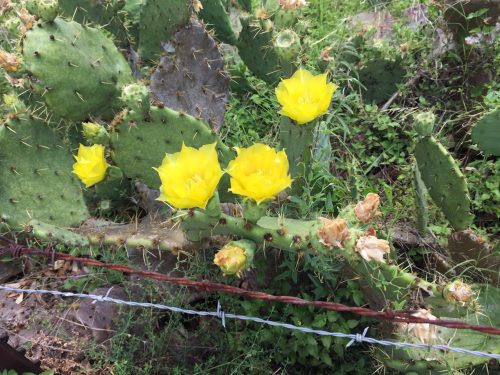 Cactus Blooms