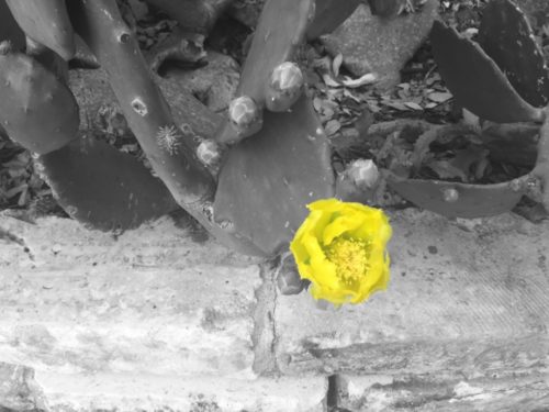 Yellow Cactus Bloom