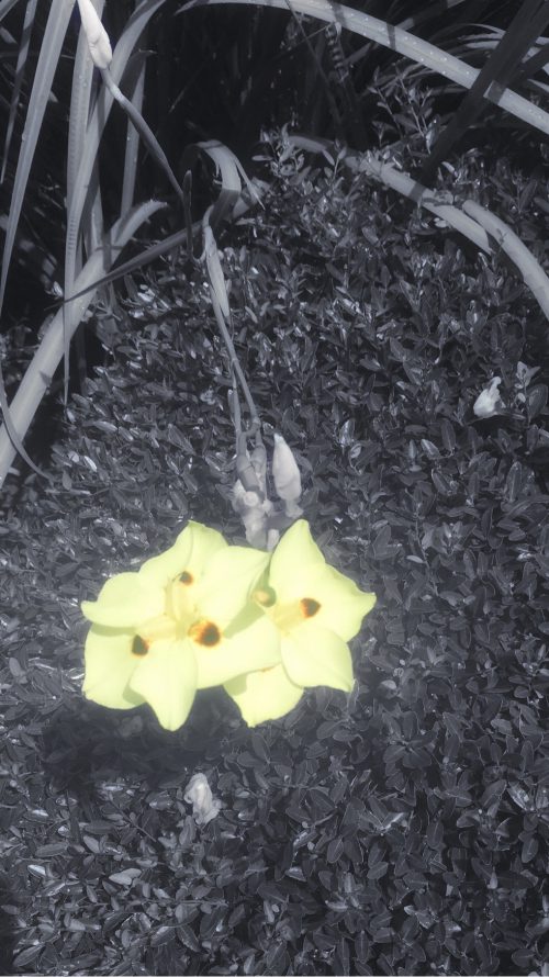 Yellow May Flower