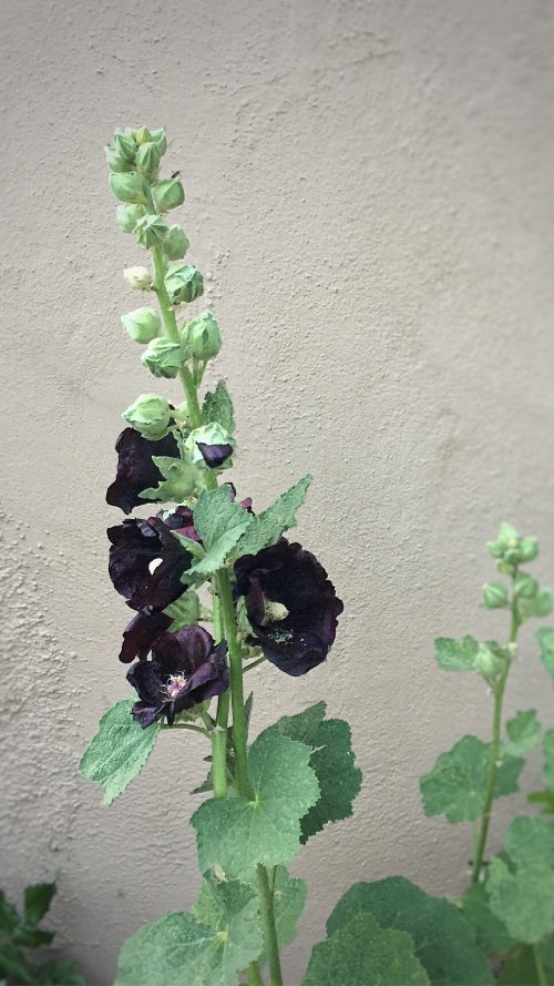 Deep Purple Hollyhock