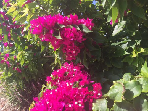 Purple Bougainville