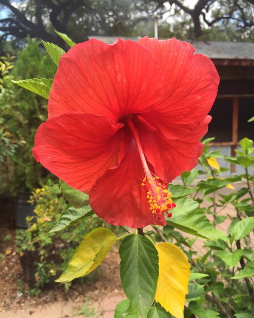 Hibiscus 1