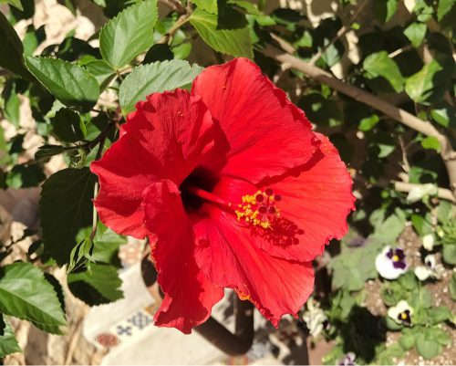 Red Hibiscus