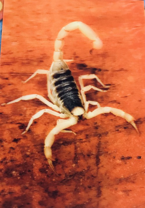 Scorpion