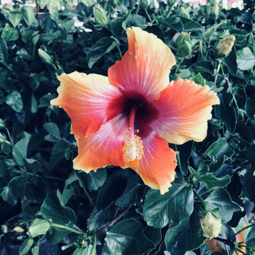 Hibiscus