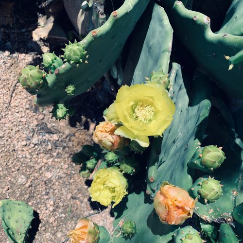 Prickly Flower