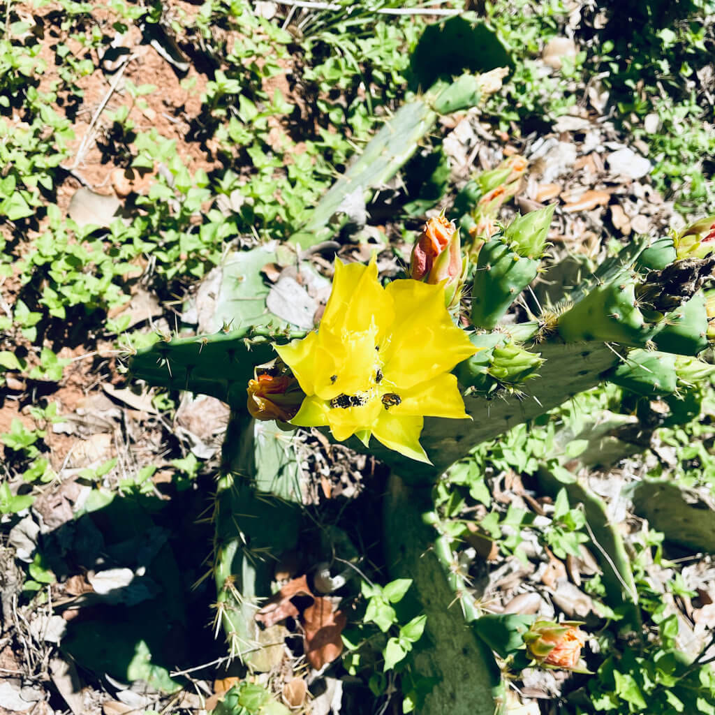 Cactus Flower