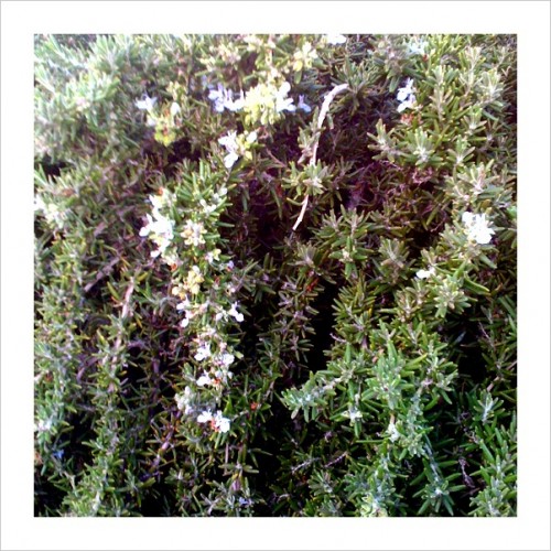 fgsFlwrIMG_0951 fgsFlwrIMG_0951